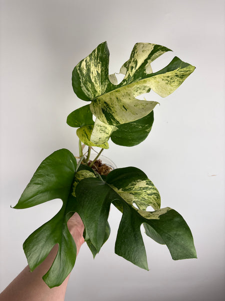 Rhaphidophora tetrasperma migma A (Thailand)