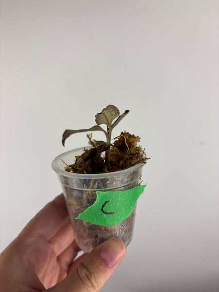 Jewel orchid sp papua C