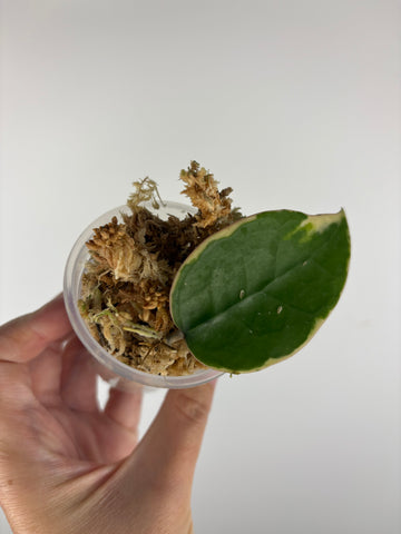 Hoya sp panglai west java albo 1