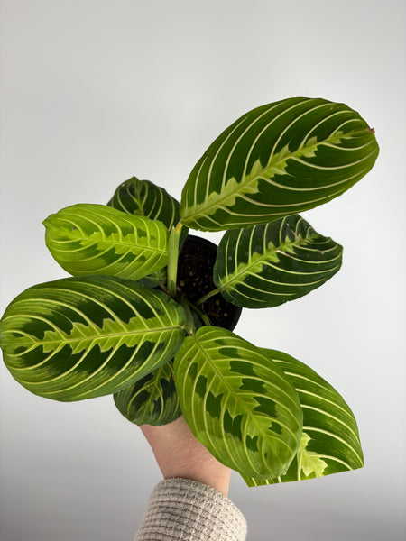 Maranta Kerchoveana
‘Prayer Plant’ 4 inch