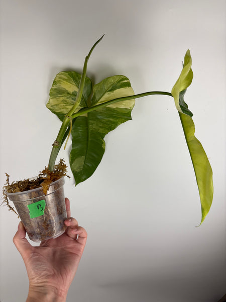 Philodendron Florida beauty x Paraiso var (Thailand) B