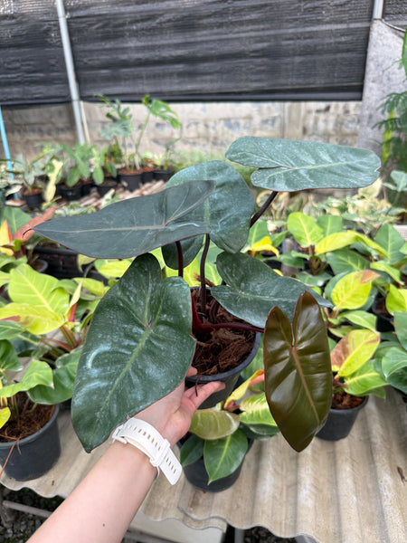 Philodendron Pink princess x billietiae