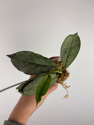Hoya mitrata silver sp kapuas hulu 8
