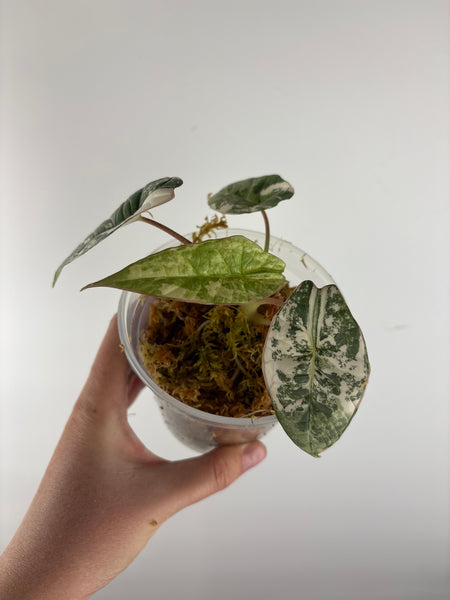 Alocasia bisma platinum albo variegated