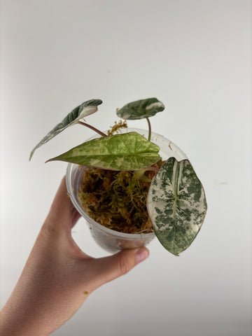 Alocasia bisma platinum albo variegated