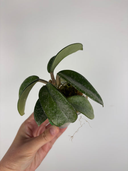 Hoya nova ghost 4