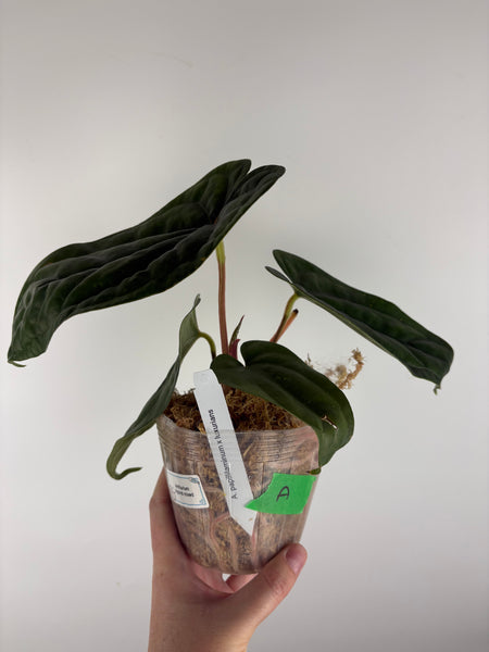 Anthurium papillilaminum x luxurians