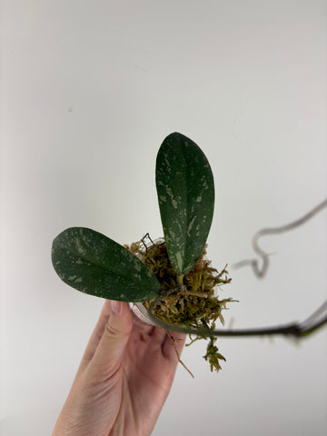 Hoya vitellinoides sp bengkulu 3