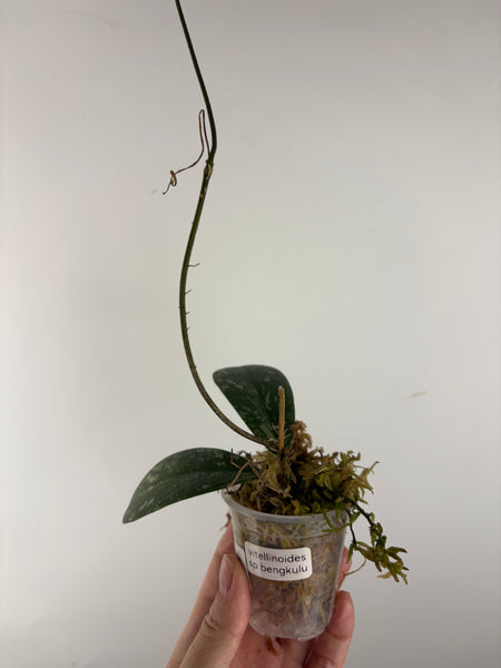 Hoya vitellinoides sp bengkulu 3