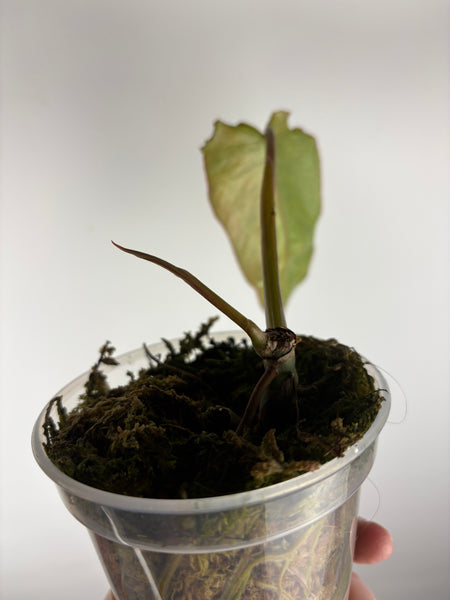 philodendron paraiso albo