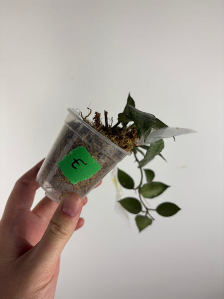 hoya lacunosa moonshine E1