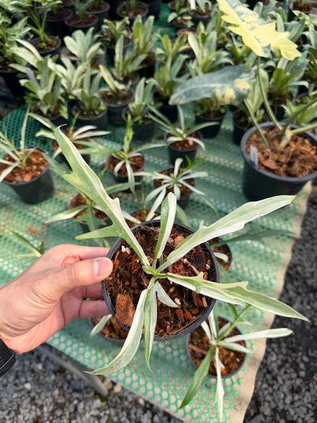 Philodendron Tortum albo variegated