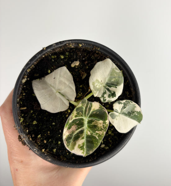 Alocasia Black Velvet variegated H