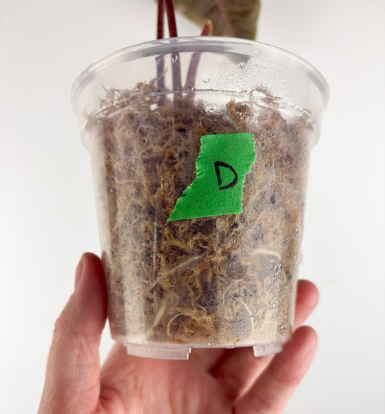 Alocasia pseudo sanderiana pink variegated D