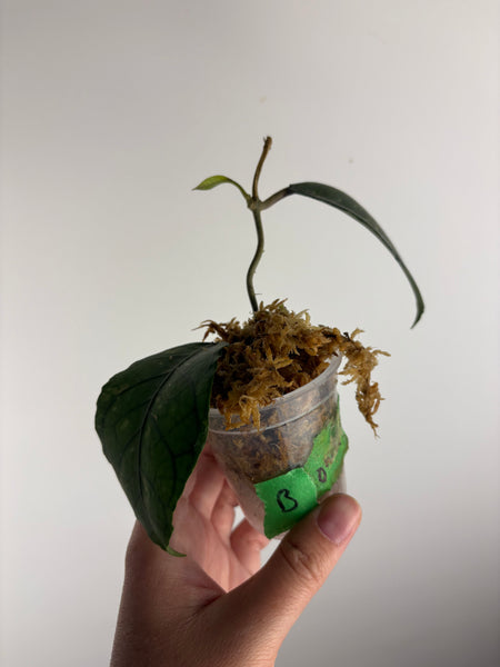 hoya Sp aceh omelet B