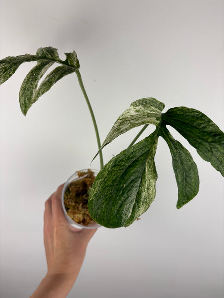 Amydrium variegated