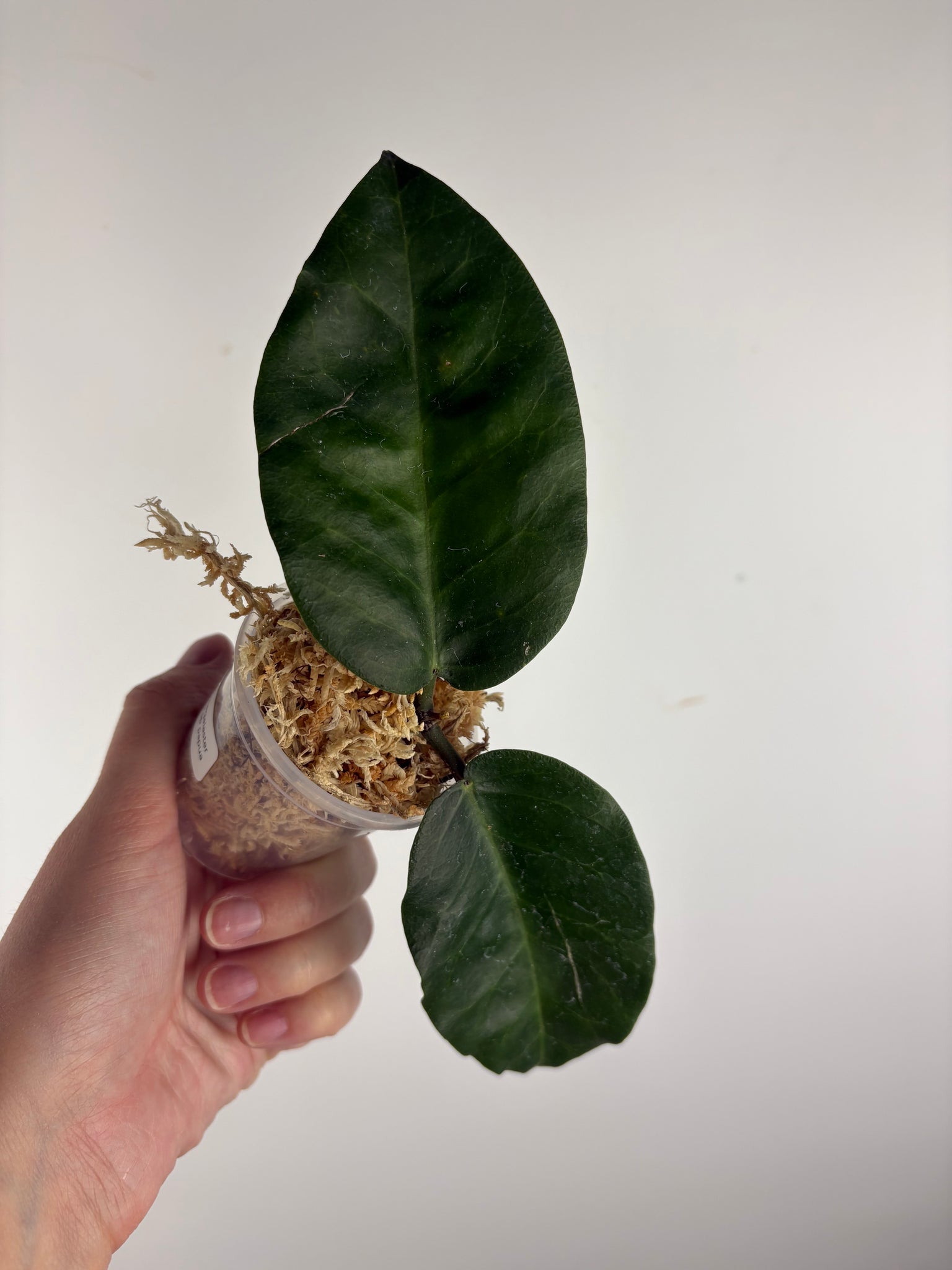 hoya Megalaster ubiyau A