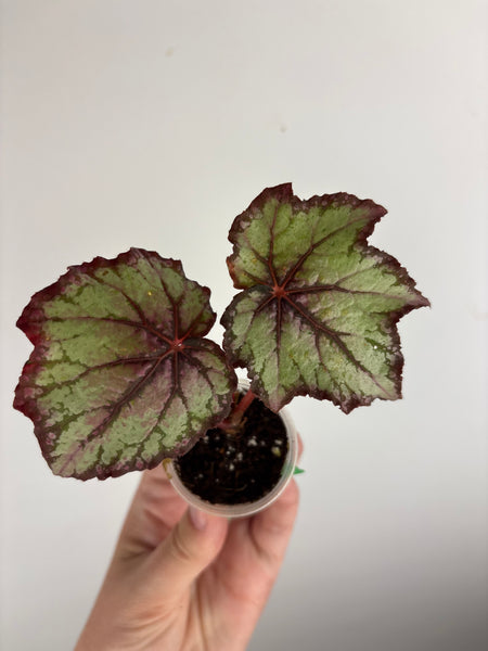 begonia carnival C
