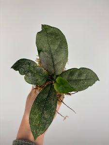 Hoya mitrata silver sp kapuas hulu 2