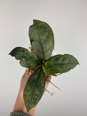 Hoya mitrata silver sp kapuas hulu 2