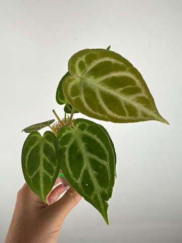 Anthurium blue papi x hoffmanii silver 8