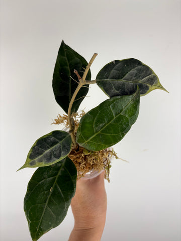 Hoya Tanggamus Albomarginata 2