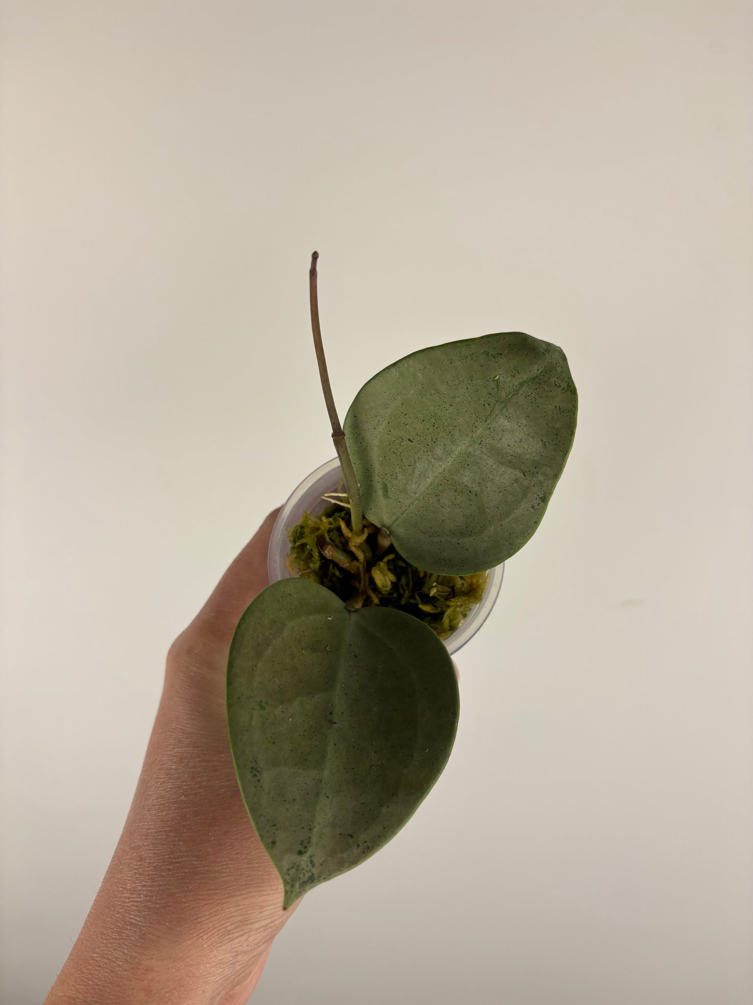 Hoya verticillata silver heart A