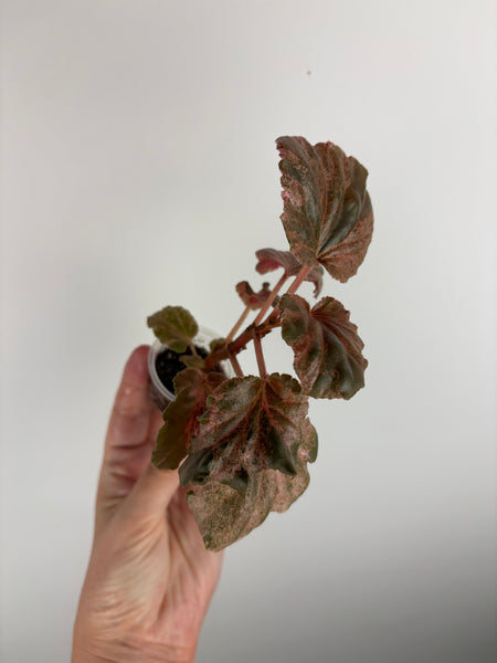 begonia cucullata pink variegated B