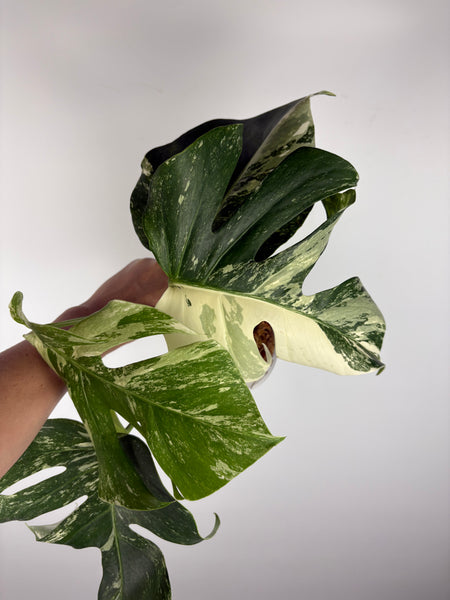 Monstera albo 8