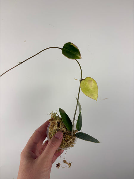 Hoya sp panglai west java albo 5