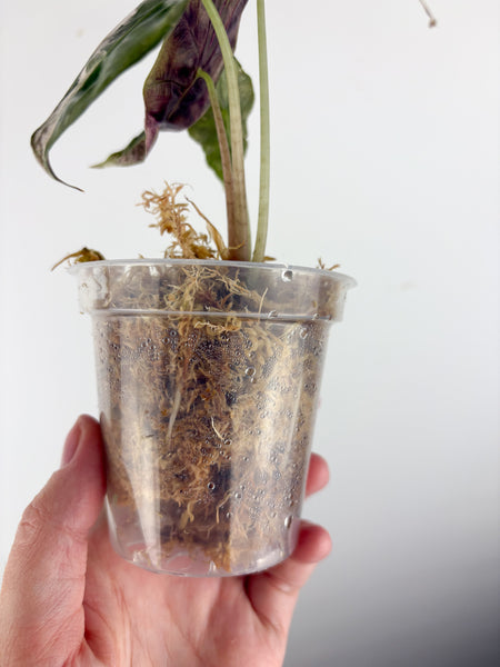 Alocasia Amazonica polly pink A