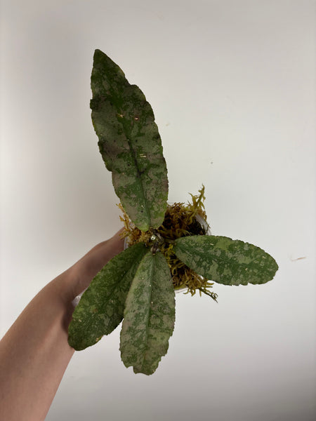 Hoya Undulata silver D bottom cut