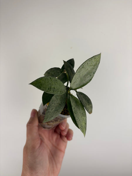 Hoya lacunosa winter pandora B