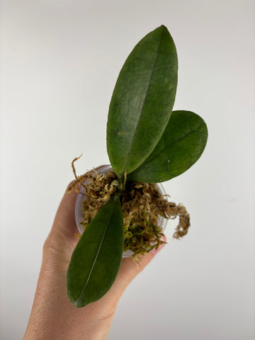 Hoya aff forbesii silver 2