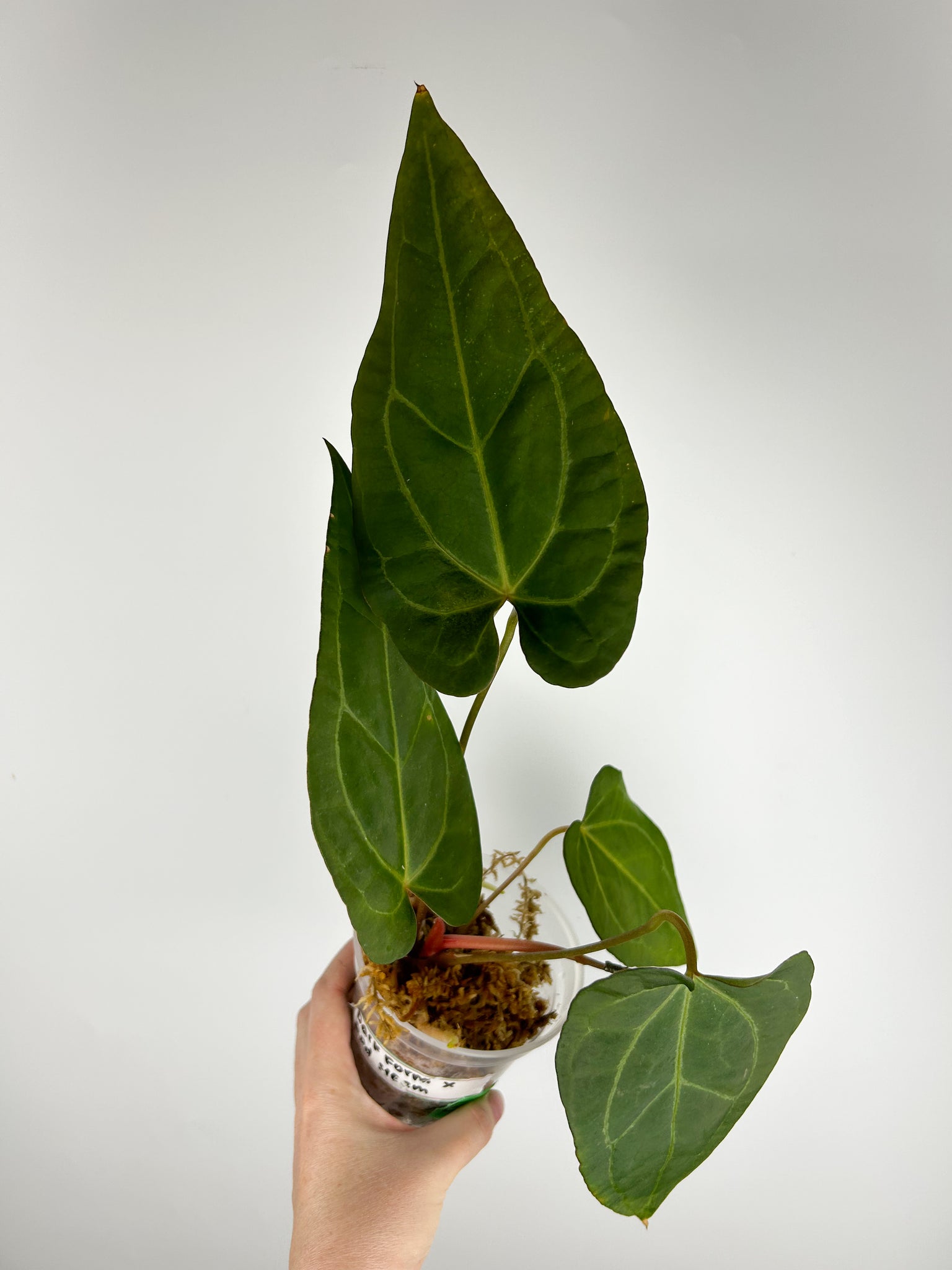 Anthurium crystallinum Dark form x papillilaminum red stem E