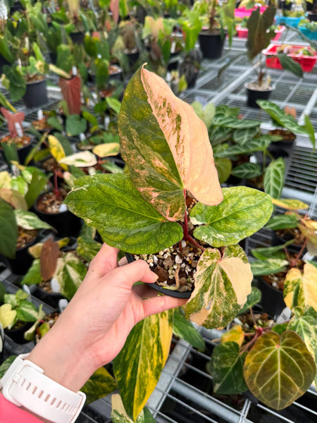 Anthurium papi x bullion peach unacclimated (Thailand)