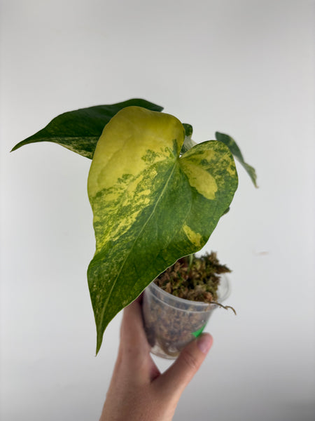 Anthurium delta force x clari variegated