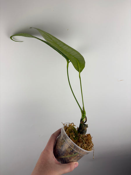 Anthurium Moonenii