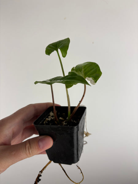 Syngonium albo