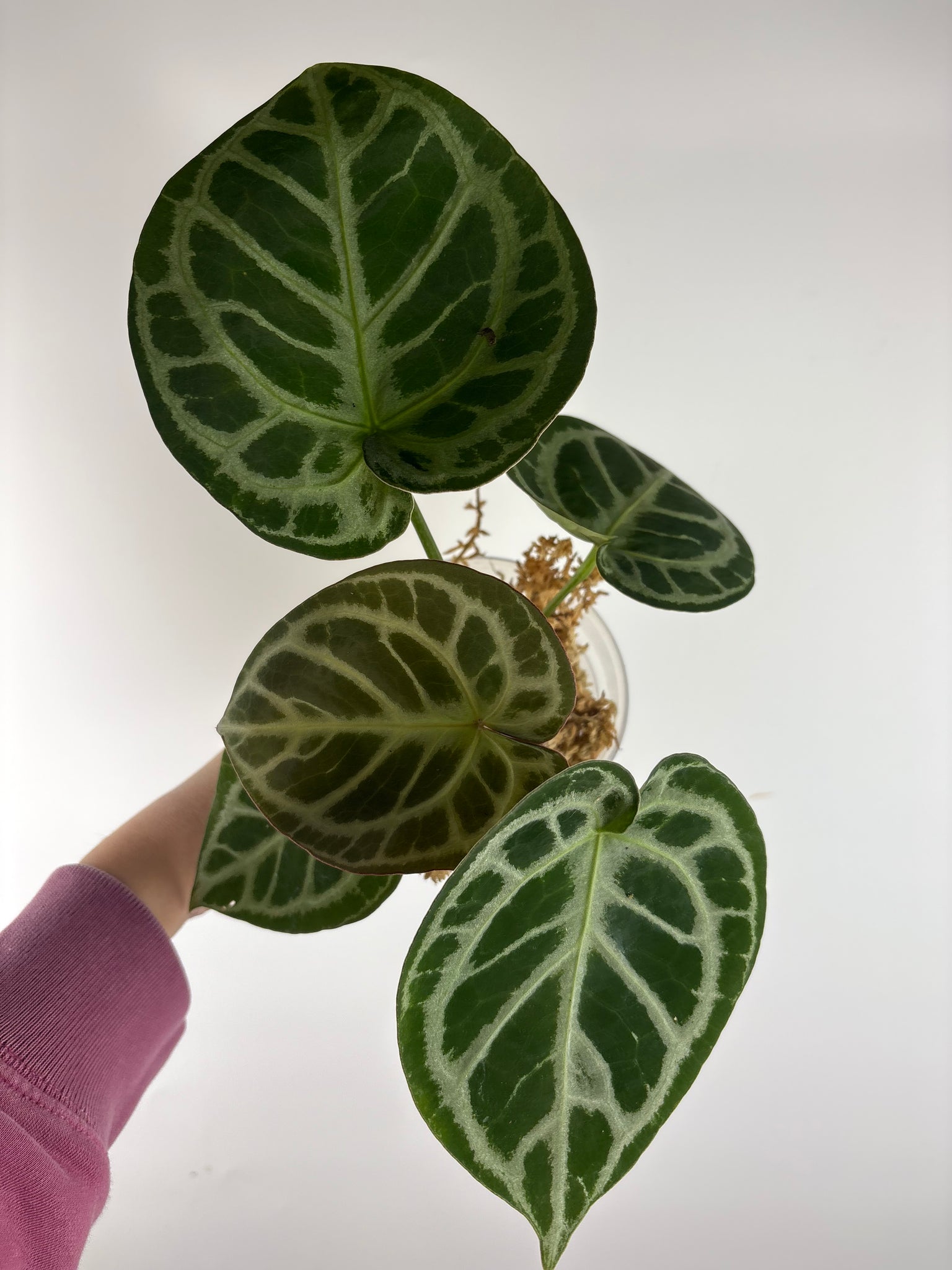 Anthurium red tiger 4