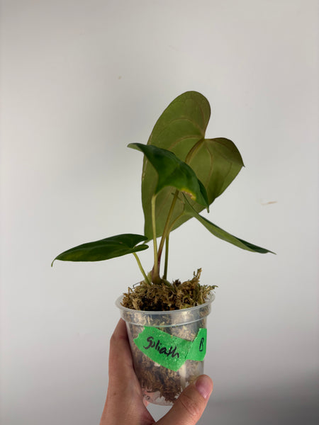 Anthurium Goliath B