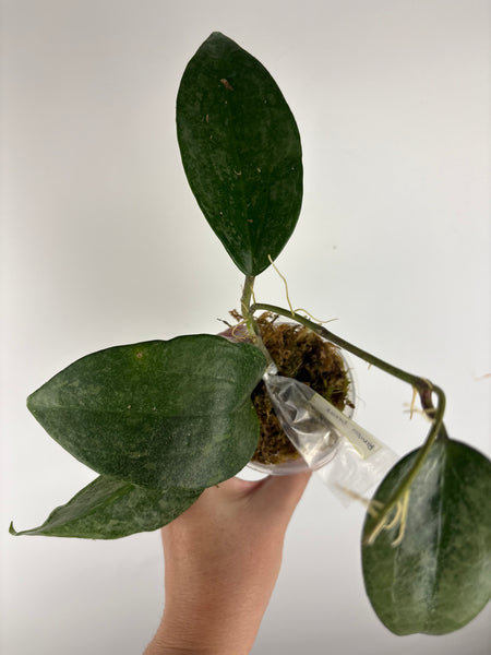 Hoya Latifolia 'rimba perak' C