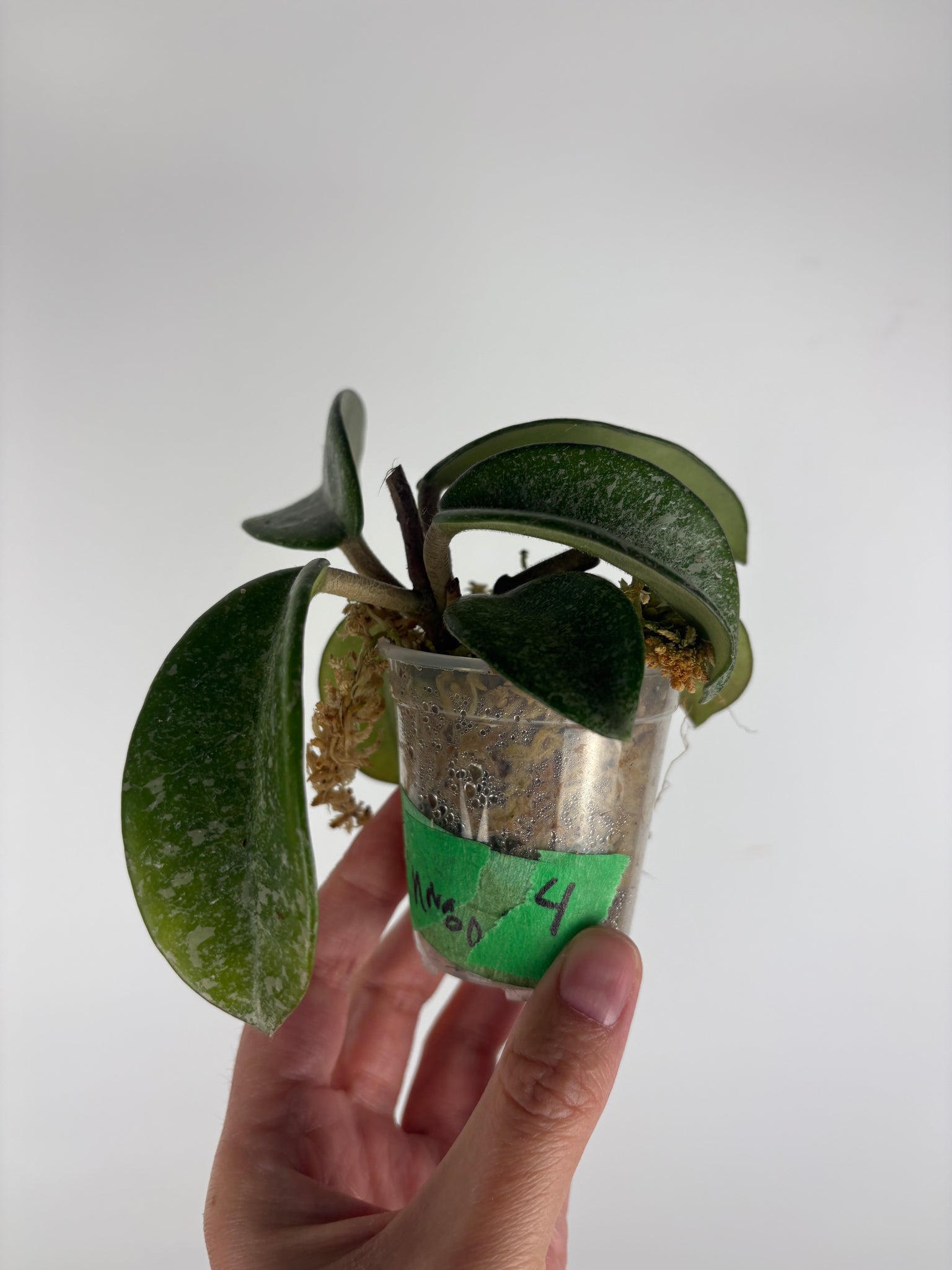 Hoya nova ghost 4
