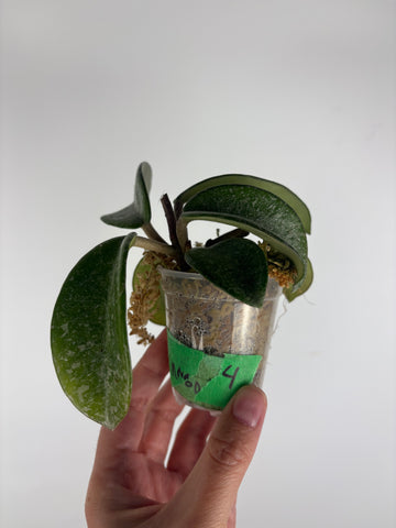 Hoya nova ghost 4