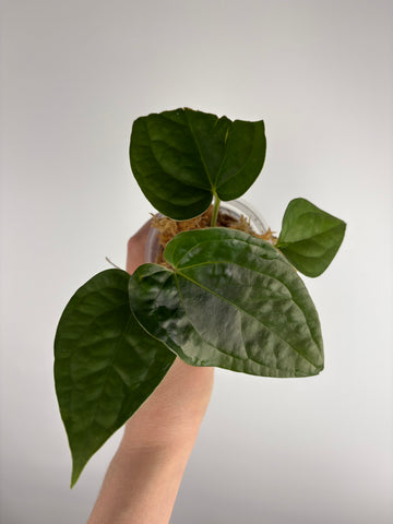 Anthurium red spider x luxurians D