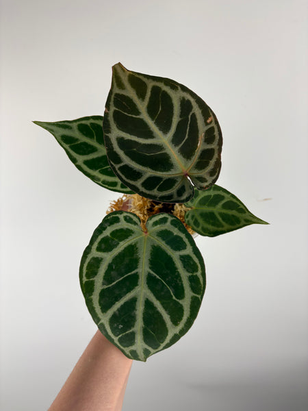Anthurium Red tiger x red crystal A