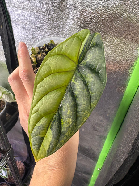 Alocasia silver dragon aurea baby