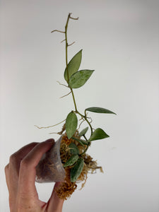 Hoya lacunosa sulcata 9