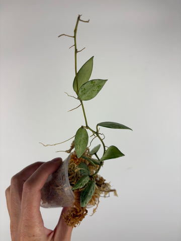 Hoya lacunosa sulcata 9
