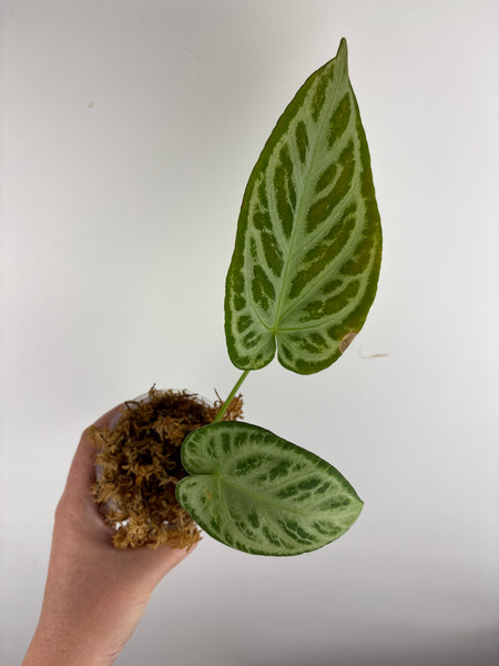 Anthurium silver king x silver tiger